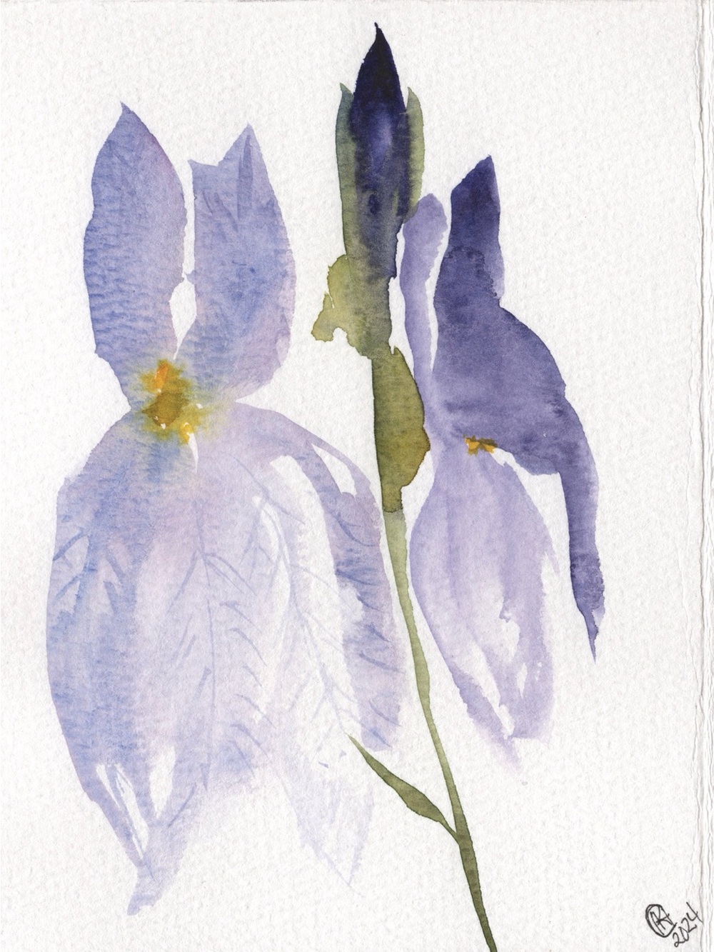 Original Watercolor Iris Floral Art Print - Purple